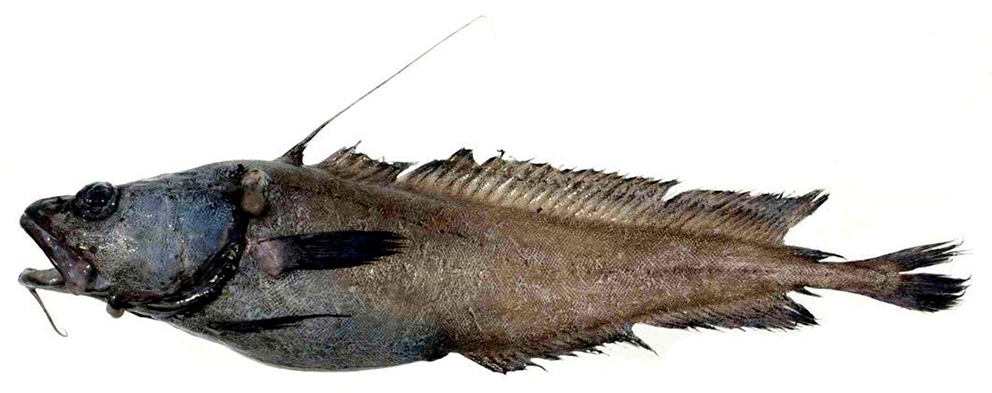 Lepidion schmidti_02.jpg